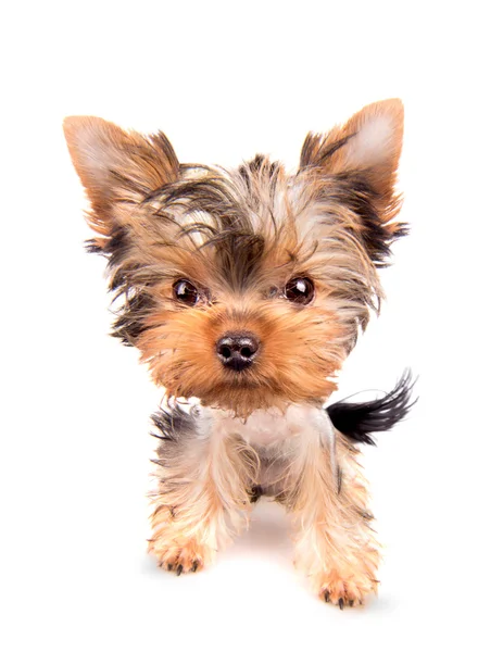Chiot yorkshire terrier — Photo