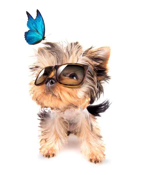 Dog with shades and blue butterfly — Stock Photo, Image