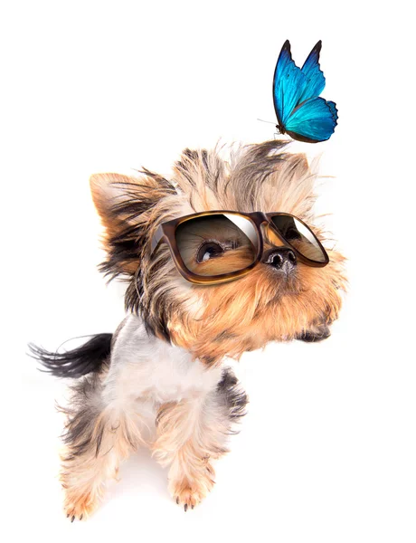 Dog with shades and blue butterfly — Stock Photo, Image