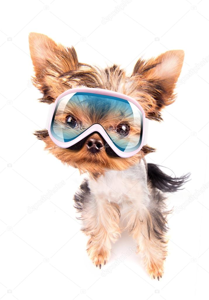 Dog with ski mask — Stock Photo © boule1301 36567383