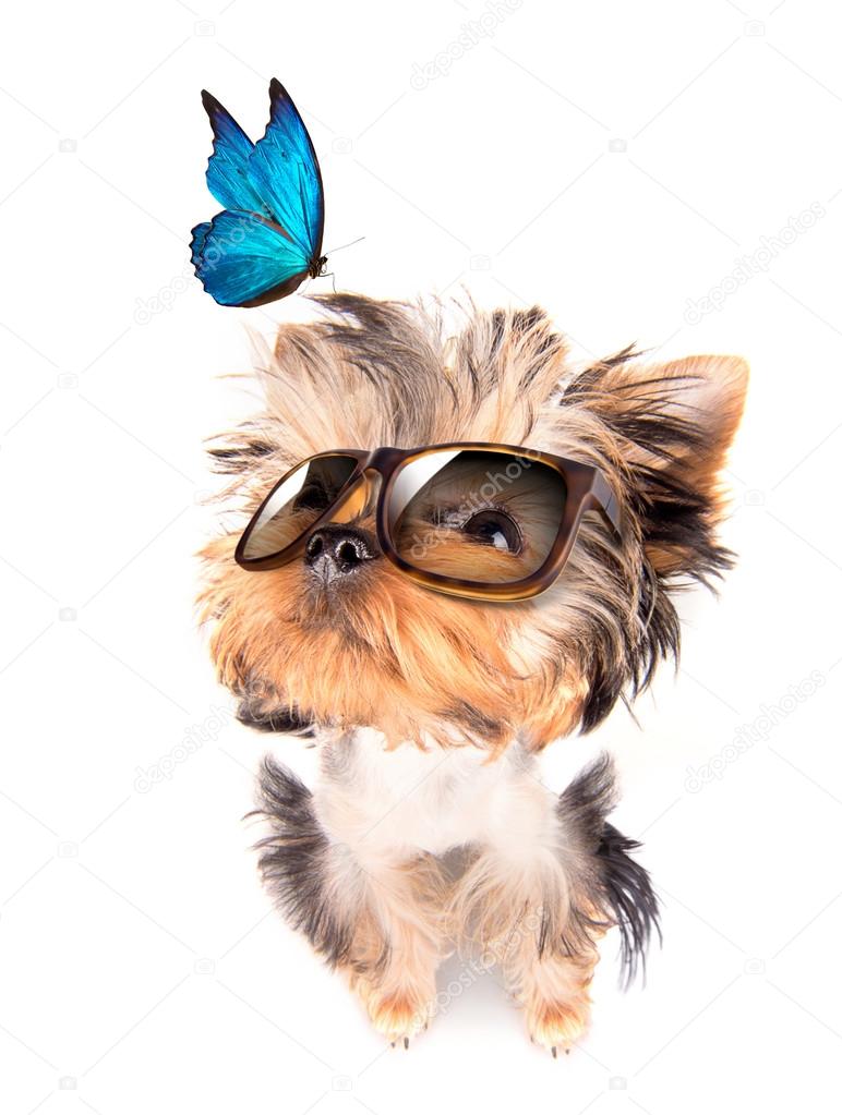 Chien Avec Nuances Et Papillon Bleu Image Libre De Droit Par Boule1301 C Chien Avec Nuances Et Papillon Bleu Image Libre De Droit Par Boule1301 C