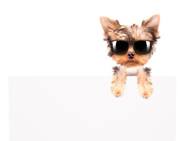 billboard yukarıda tonları ile köpek