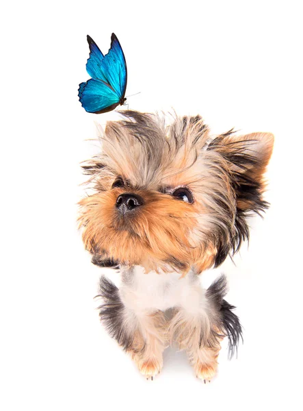 Encantador cachorro con mariposa azul — Foto de Stock