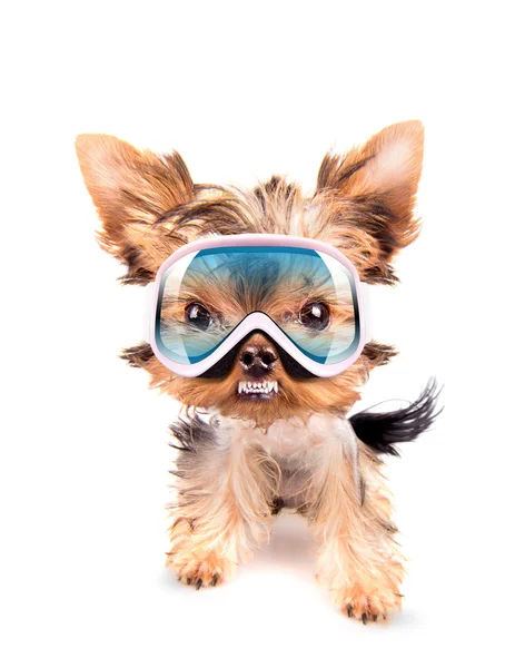 Angry dog with ski mask — Stock Photo, Image