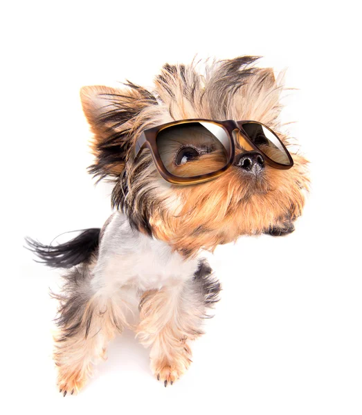 Dog with shades — Stock Photo, Image