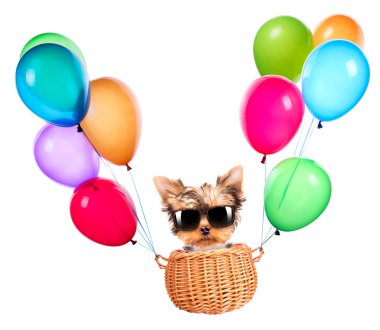 Hava Balonlu Sepet içinde uçan köpek