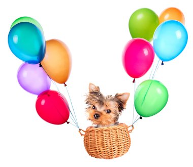 Hava Balonlu Sepet içinde uçan köpek