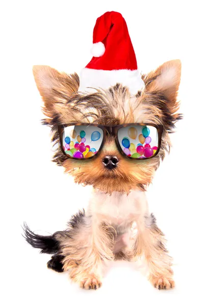 Perro de Navidad como santa con gafas de fiesta — Foto de Stock