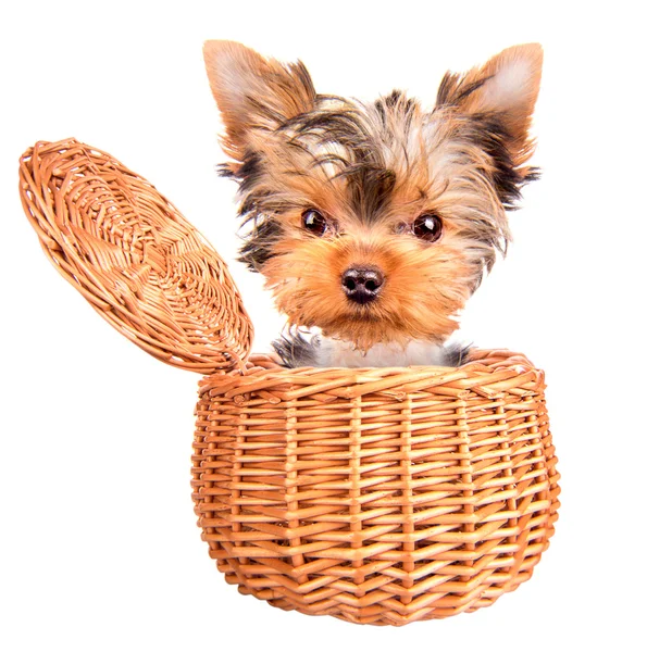 Feliz juguete yorkie de pie en una cesta — Foto de Stock