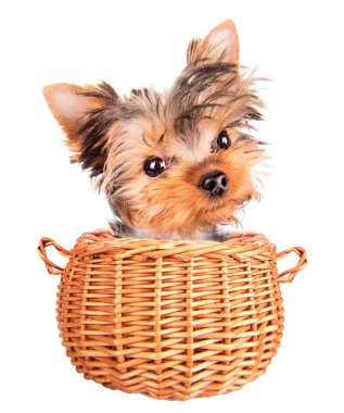 szczęśliwy yorkie zabawka stojący w kosz