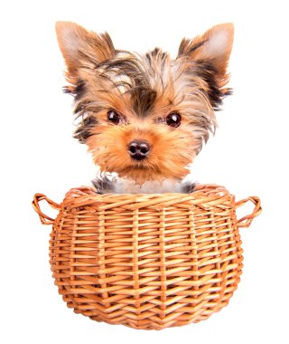 szczęśliwy yorkie zabawka stojący w kosz