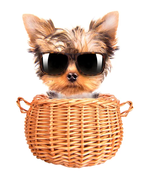Brinquedo yorkie feliz com óculos de sol em uma cesta — Fotografia de Stock