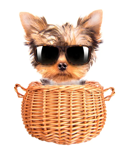 Happy yorkie jouet avec des lunettes de soleil dans un panier — Photo