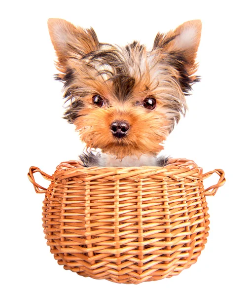 Feliz juguete yorkie de pie en una cesta — Foto de Stock