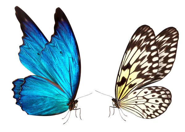 Макро-фон бабочки — стоковое фото