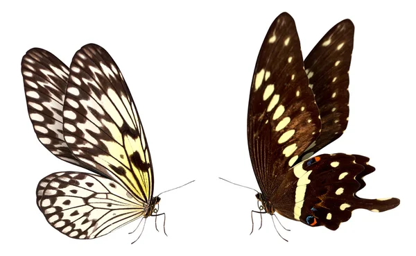Макро-фон бабочки — стоковое фото