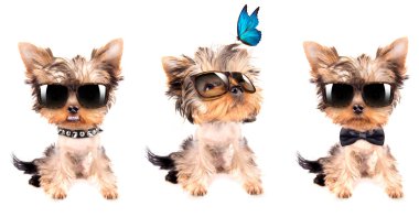 köpek yavrusu yorkshire terrier seti