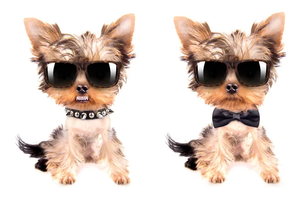 Puppy yorkshire terrier set — Stock Photo, Image