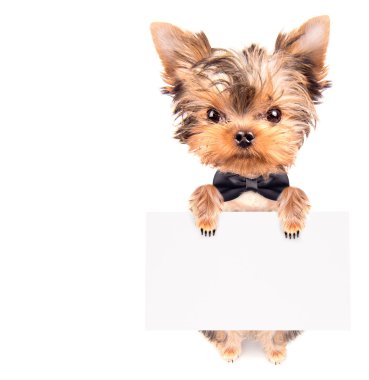 izole bunner köpekle