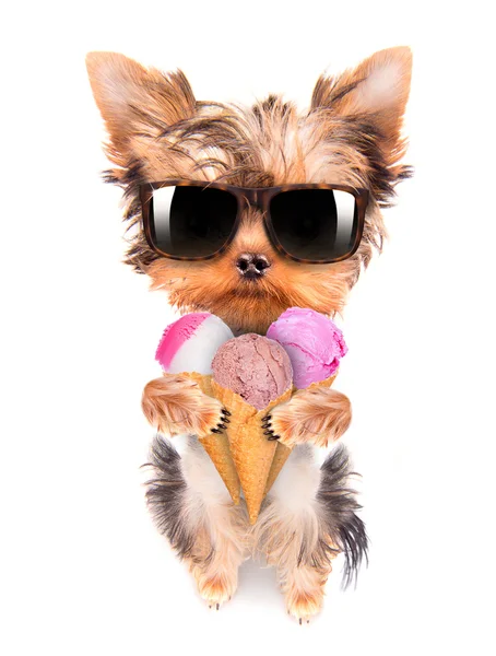 Dog licking with ice cream — Stock Photo, Image