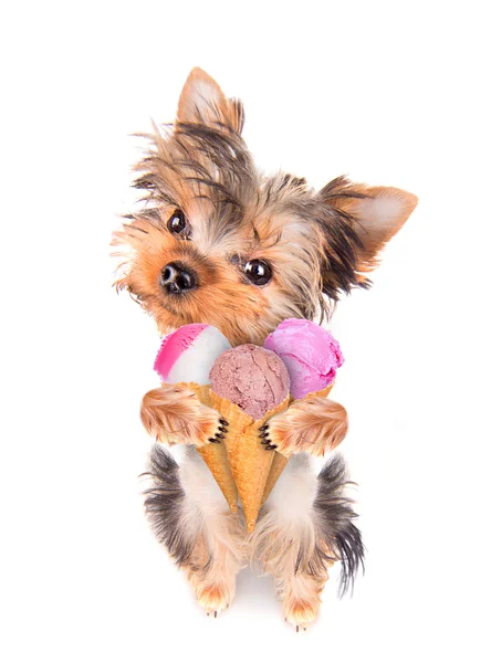 Dog licking with ice cream — Stock Photo, Image