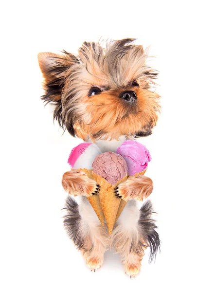 Pies lizanie z lodami — Zdjęcie stockowe
