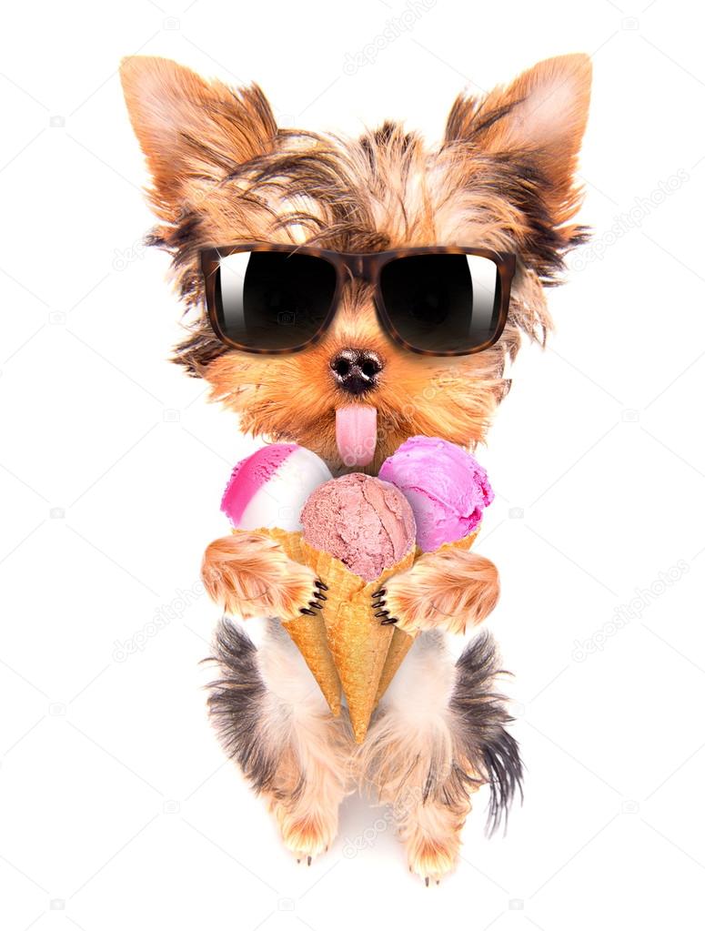 Dog licking with ice cream