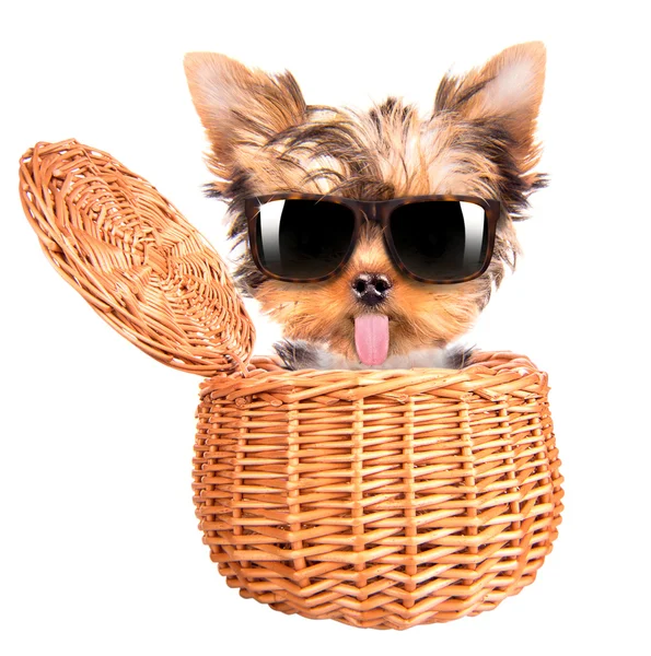 Brinquedo yorkie feliz com óculos de sol em uma cesta — Fotografia de Stock