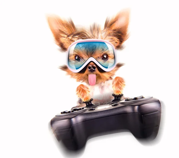 Charming Puppy play on game pad — Stock Photo, Image