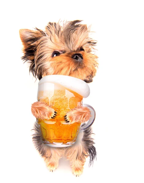 Пьяная собака с пивом — стоковое фото
