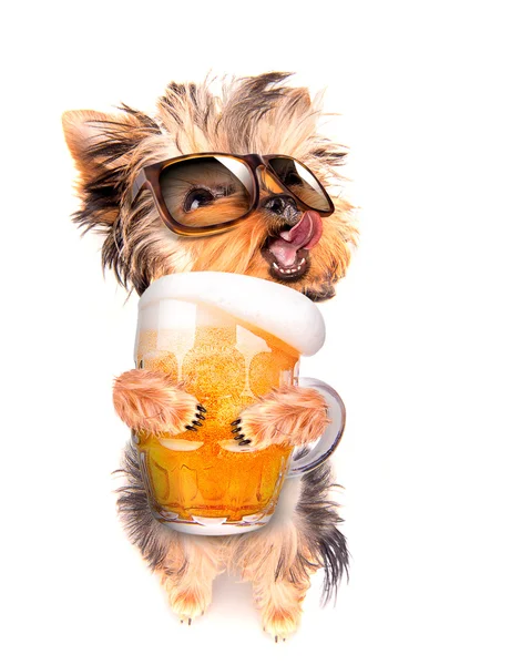 Drunk dog with beer — Stock Photo, Image