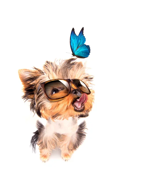 Dog with shades and blue butterfly — Stock Photo, Image