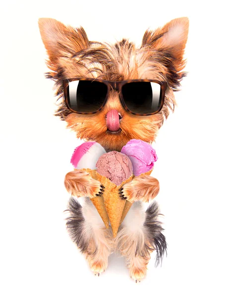 Léchage de chien avec crème glacée — Photo