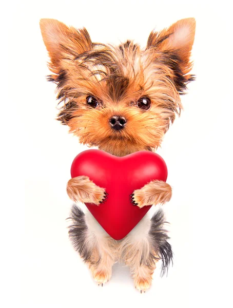 Amante cachorro de San Valentín con un corazón rojo — Foto de Stock