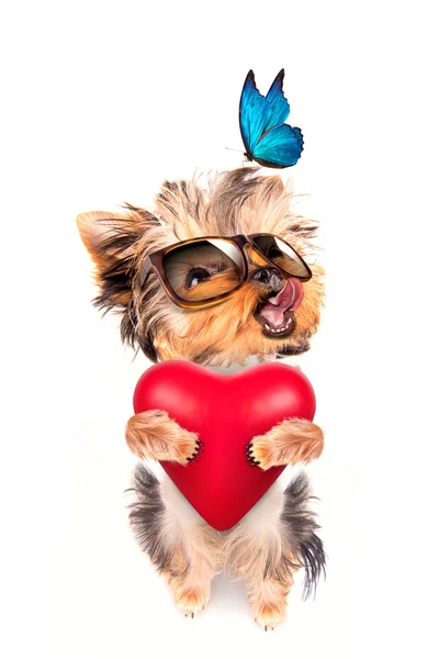 Amante cachorrinho valentine cão com um coração vermelho — Fotografia de Stock