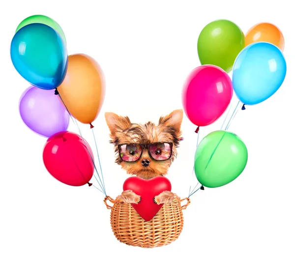 Valentine dog flying in a basket with balloons — Stock Photo, Image