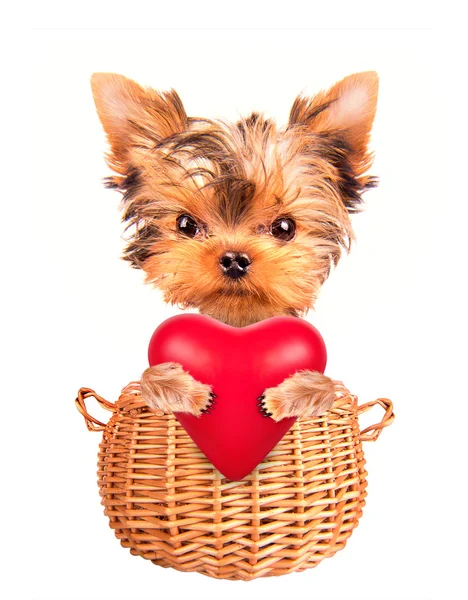 Cão Valentim em uma cesta com coração vermelho — Fotografia de Stock