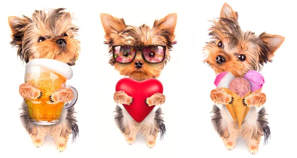 Dog with beer, ice cream and lover — Stock Photo, Image