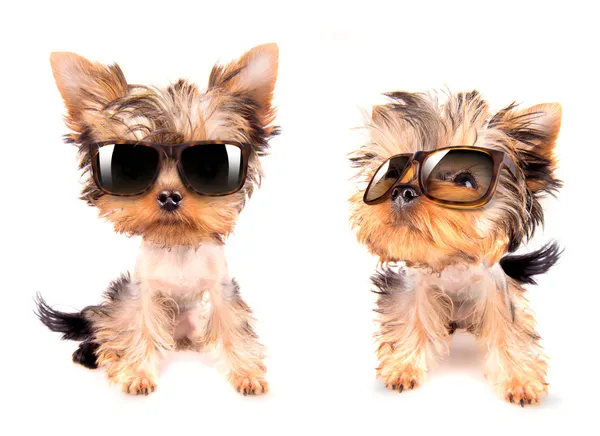 Dog with shades — Stock Photo, Image