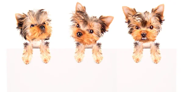 Perro con bunner aislado — Foto de Stock