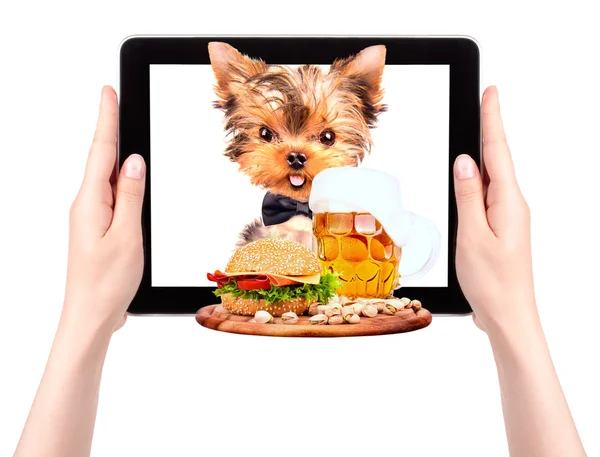 Cão com comida em uma tela de tablet — Fotografia de Stock