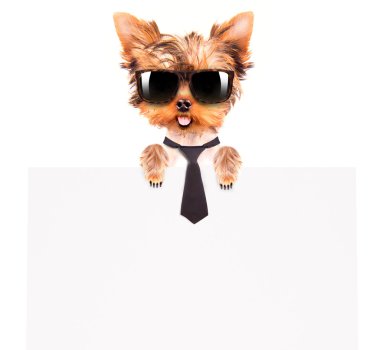 iş köpeği holding afiş