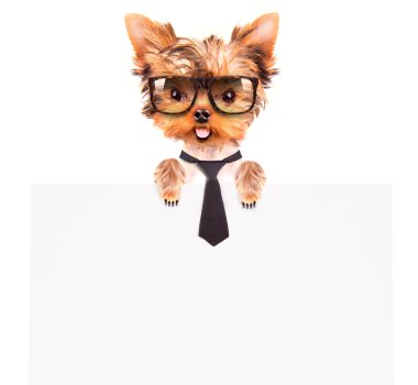 iş köpeği holding afiş