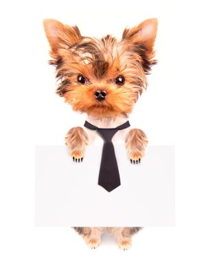 iş köpeği holding afiş
