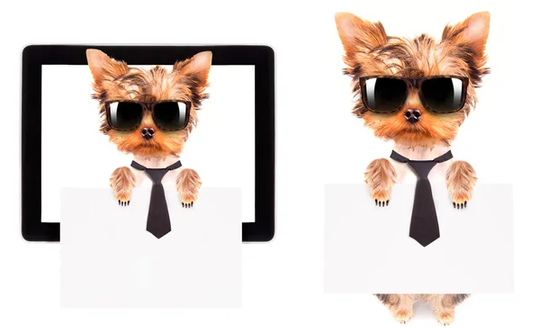 Biznes pies trzyma sztandar na ekranie tabletu — Zdjęcie stockowe