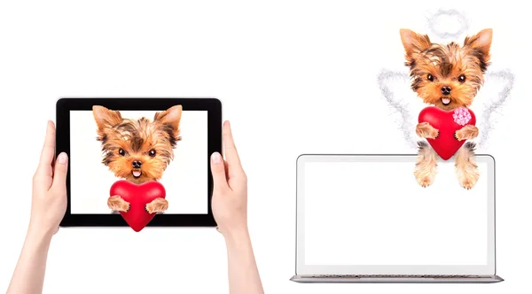 Business dog on a digital tablet screen — Stock Photo, Image