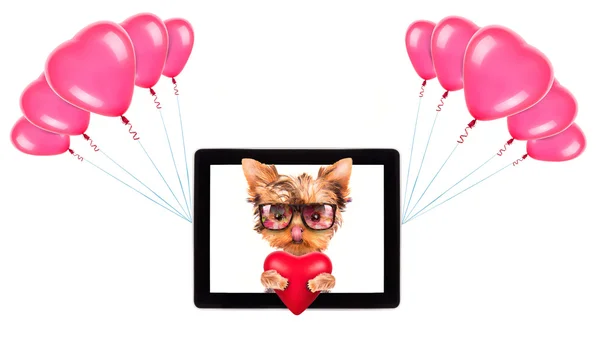 Dog holding heart with tablet and balloons — Stock Photo, Image