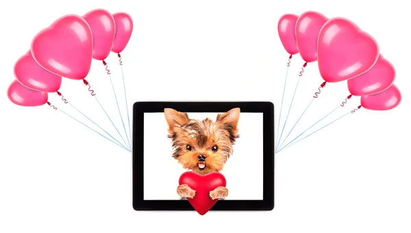 Hund hält Herz mit Tablet und Luftballons — Stockfoto