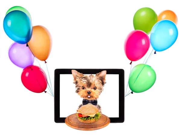 Hund mit Futter und Luftballons auf einem Tablet-Bildschirm — Stockfoto