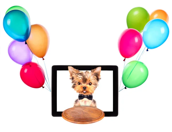 Dog holding tray on a tablet with balloons — Stock Photo, Image